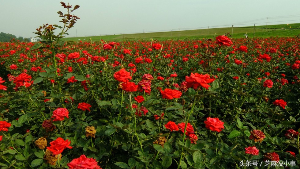 什么液体比黄金价值高,什么液体比黄金更珍贵