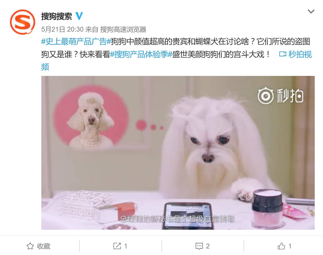 掘金萌宠红利：搜狗拍广告真就请来狗当主角，心都萌化了