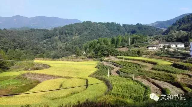 秀美唐湾，天香杨树