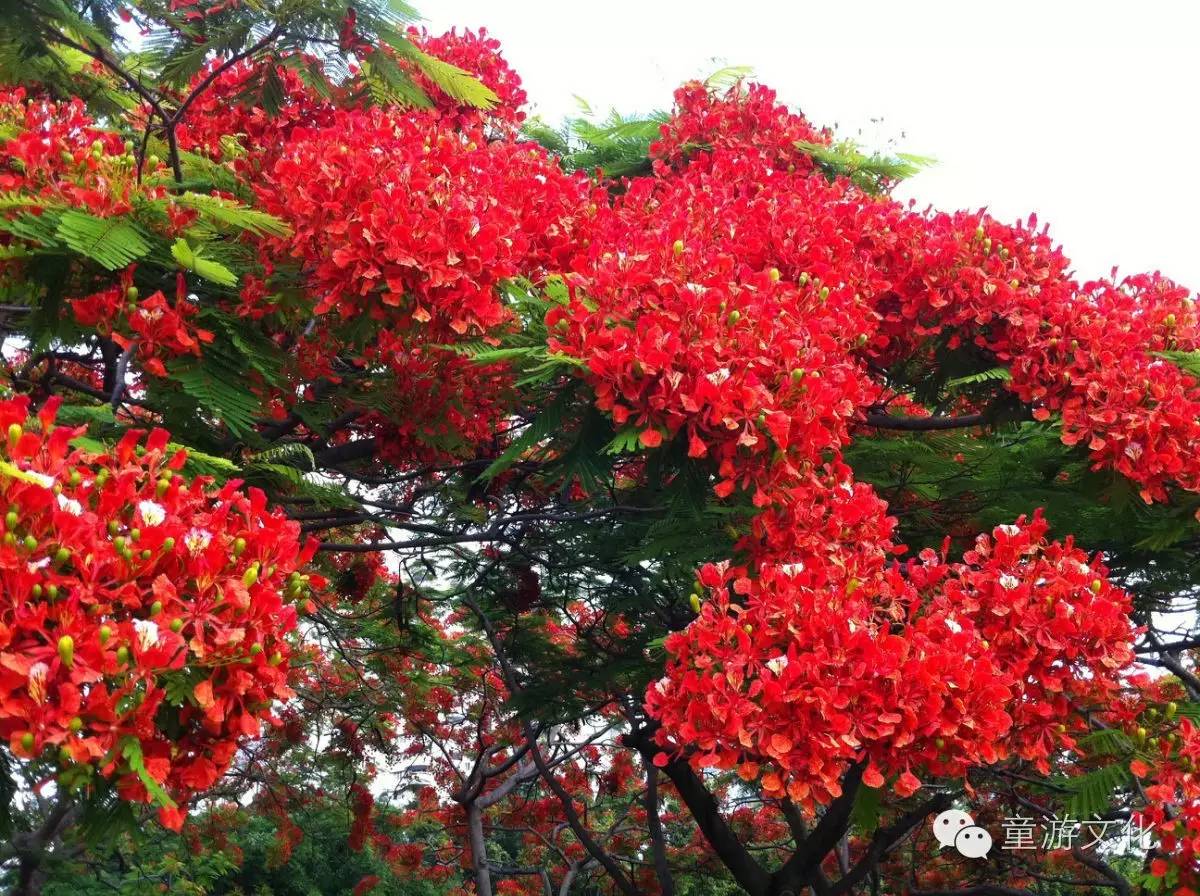 珠海几种常见的花,适合广东地区的观赏植物
