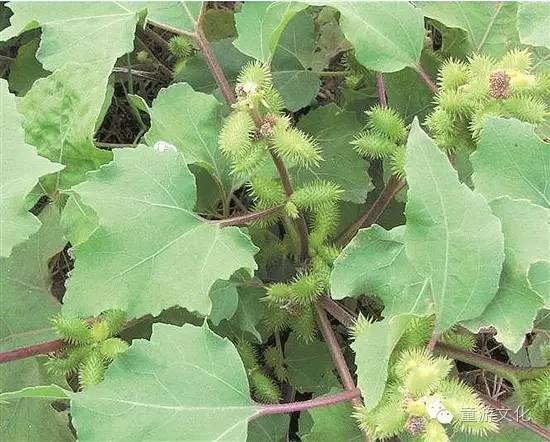 珠海几种常见的花,适合广东地区的观赏植物