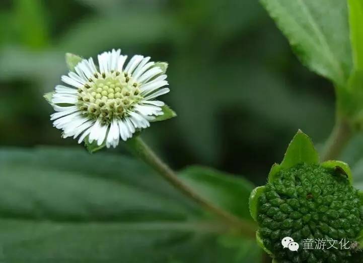 珠海几种常见的花,适合广东地区的观赏植物