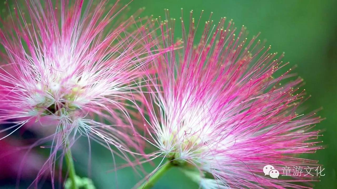 珠海几种常见的花,适合广东地区的观赏植物