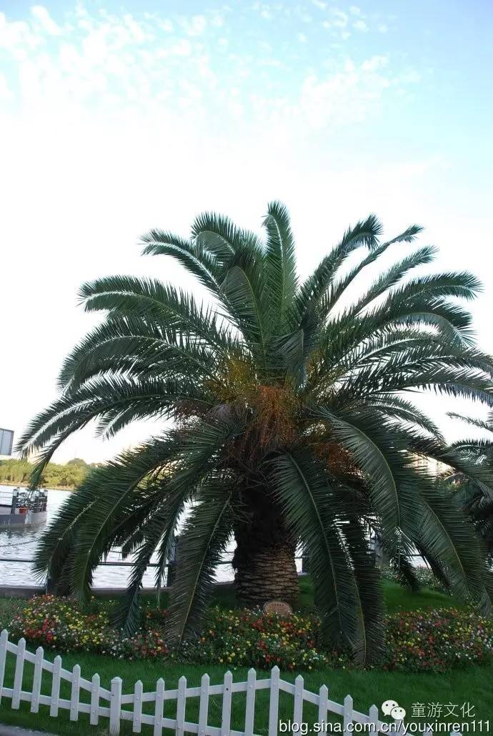 珠海几种常见的花,适合广东地区的观赏植物