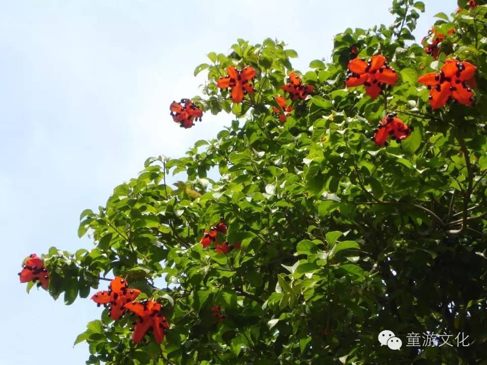 珠海几种常见的花,适合广东地区的观赏植物