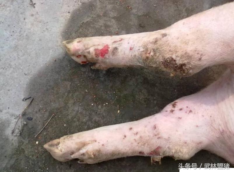 养猪病害,养猪怎样避免猪有传染病