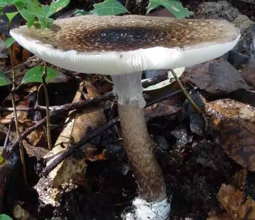 去野外采蘑菇意外发现巨毒蘑菇,采蘑菇发现毒蘑菇