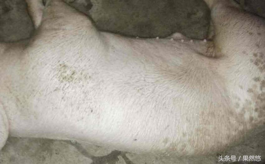 涓撴不鐚毊鑲ょ梾鐗规晥鍦熸柟,鐚毊鑲ょ孩娑︾殑鑽墿