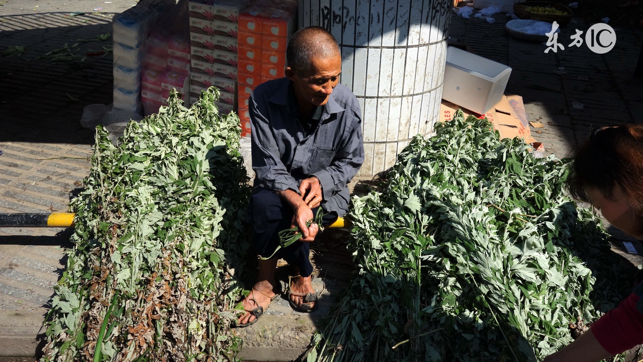 端午节准备艾草是哪个地方的习俗,为何说艾草收获的最佳时间端午节