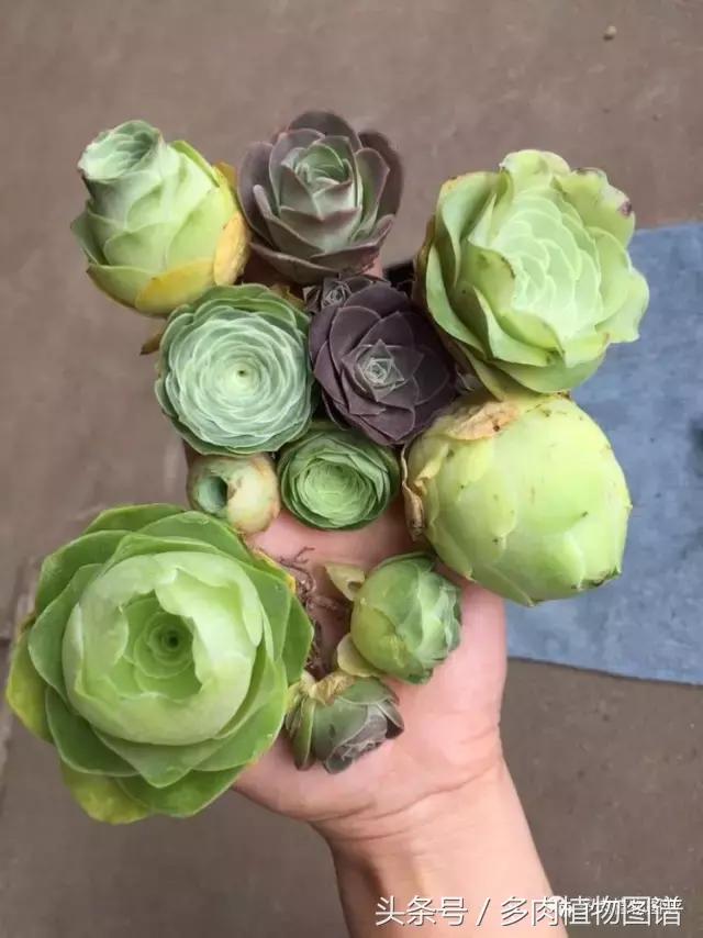 如何判断山地玫瑰是缺水还是休眠,山地玫瑰休眠之后浇水了怎么办