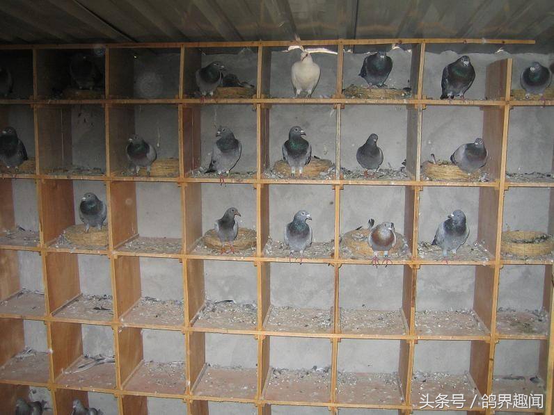 散养鸽子窝怎样搭建,废旧物品利用养鸽子