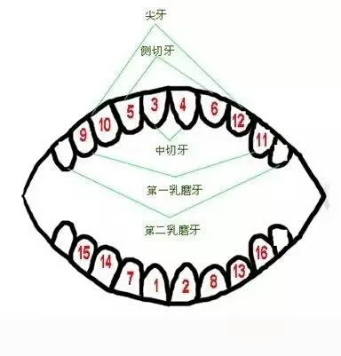 宝宝出牙之前有什么征兆,宝宝出牙前有什么征兆吗