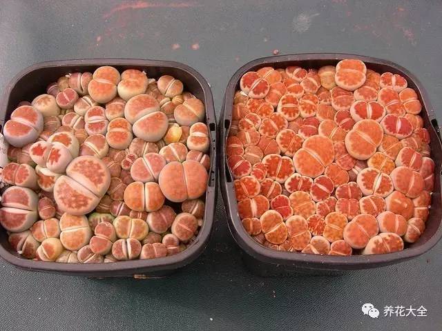 多肉有毒到底有多可怕 (各种多肉有毒吗)