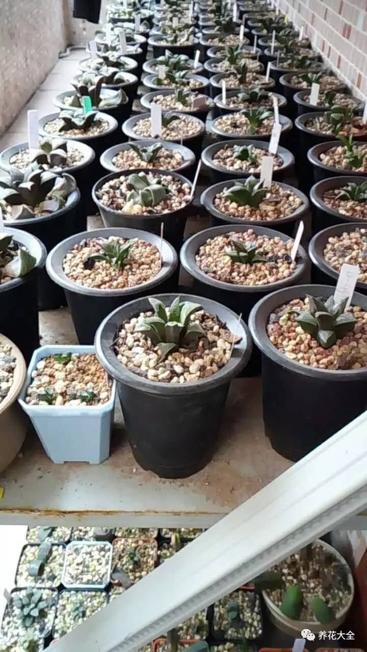 多肉有毒到底有多可怕 (各种多肉有毒吗)