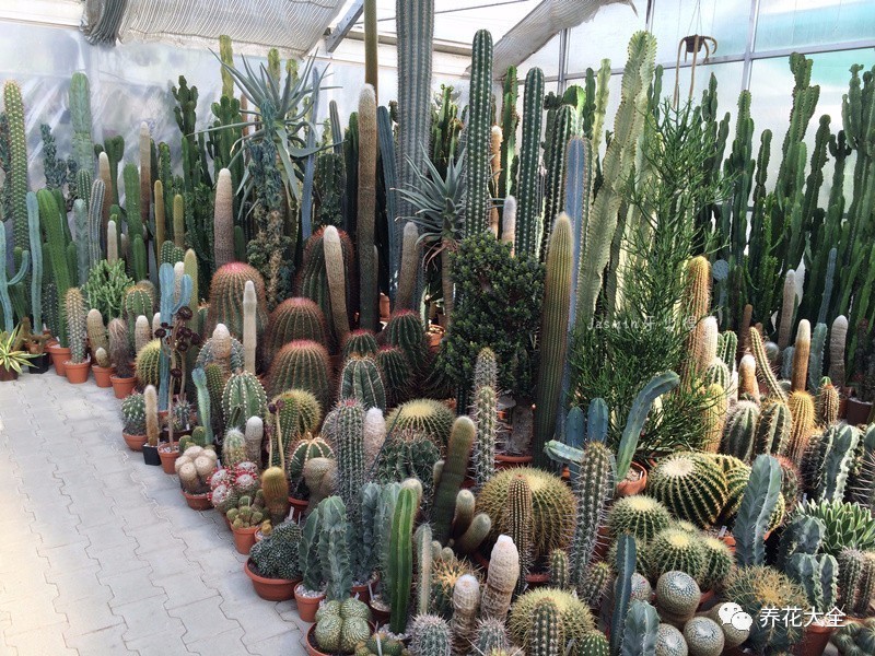 多肉有毒到底有多可怕 (各种多肉有毒吗)