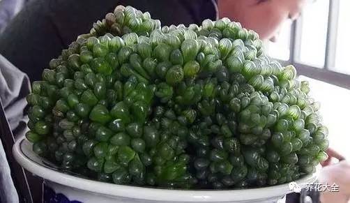 多肉有毒到底有多可怕 (各种多肉有毒吗)