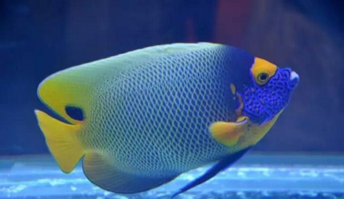 观赏鱼眼发黑是什么原因造成的,观赏鱼眼凸病如何治疗