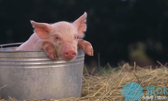 猪中暑最简单的方法,高温天气猪中暑症状及治疗办法