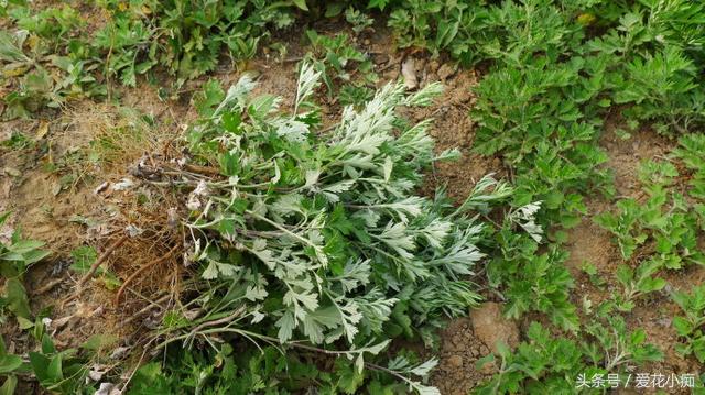 艾叶紫草膏防蚊虫叮咬,艾草止痒蚊虫叮咬神器