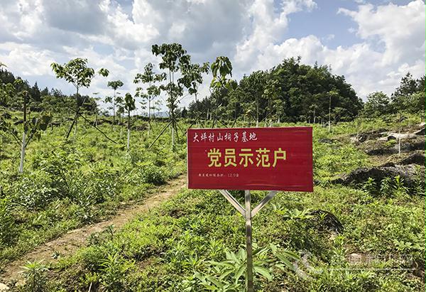 河南省山桐子,山桐子的未来