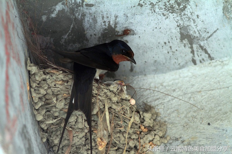 碰了燕子会怎么样,碰燕子有什么忌讳吗