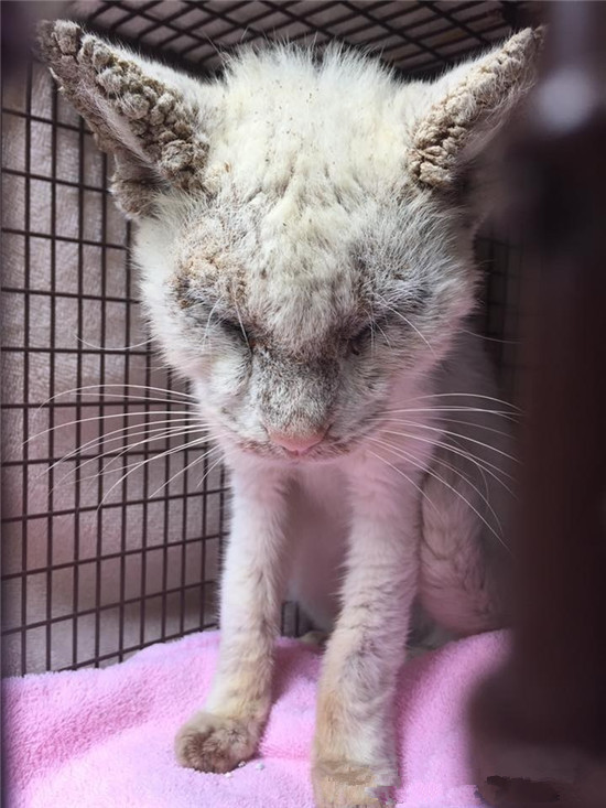 一只被伤害的流浪猫,被好心人救了之后,发生猫咪是那么的美丽?