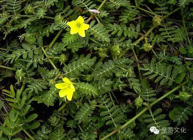珠海几种常见的花,适合广东地区的观赏植物