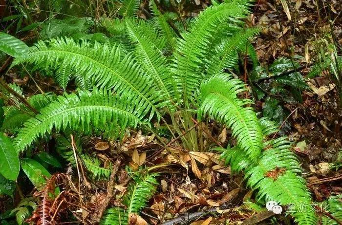 珠海几种常见的花,适合广东地区的观赏植物