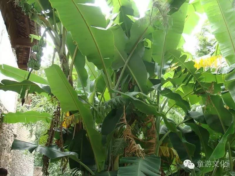 珠海几种常见的花,适合广东地区的观赏植物