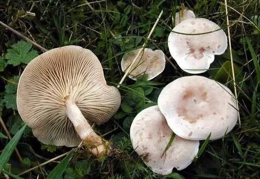 去野外采蘑菇意外发现巨毒蘑菇,采蘑菇发现毒蘑菇