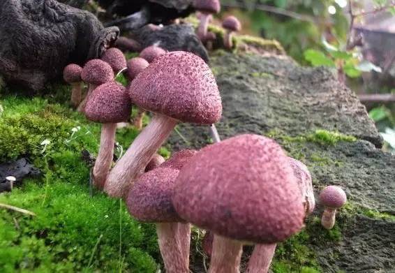 去野外采蘑菇意外发现巨毒蘑菇,采蘑菇发现毒蘑菇