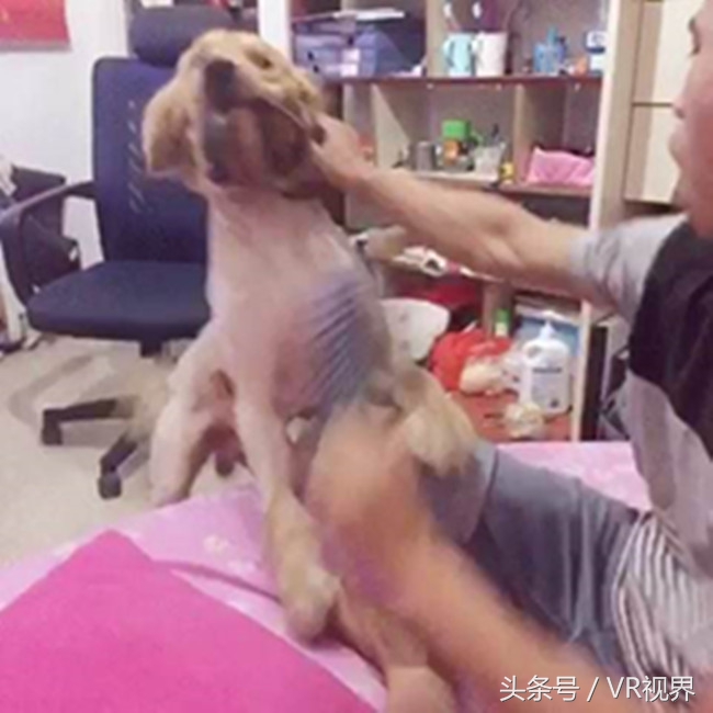 阿尔法狗人机大战过程,阿法狗人机大战是哪一年