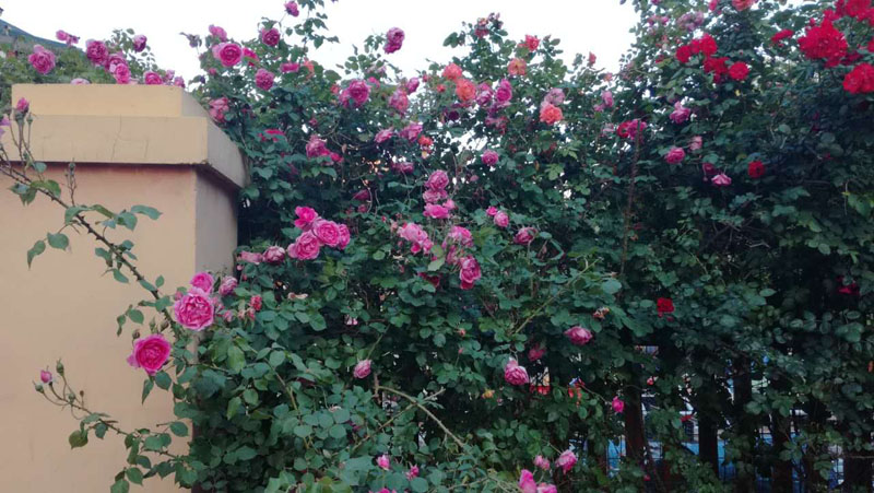 大连居民小区物业业主自管,大连某小区