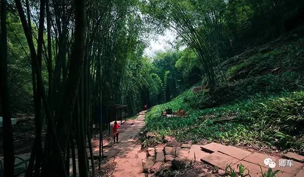 36元起！端午和陈柏霖、林依晨探索高山林海秘境，竹海漫步！