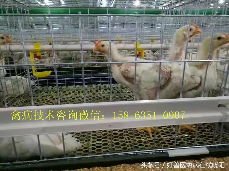 鸡怎样预防中暑,鸡中暑的症状图