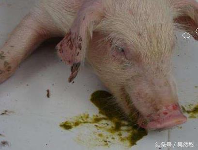 涓撴不鐚毊鑲ょ梾鐗规晥鍦熸柟,鐚毊鑲ょ孩娑︾殑鑽墿