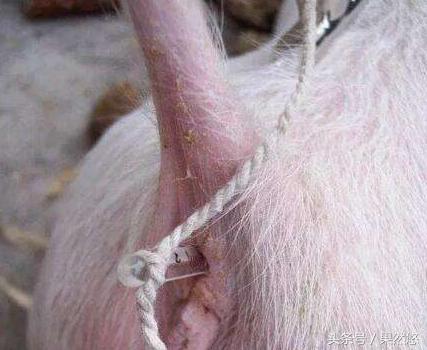 涓撴不鐚毊鑲ょ梾鐗规晥鍦熸柟,鐚毊鑲ょ孩娑︾殑鑽墿