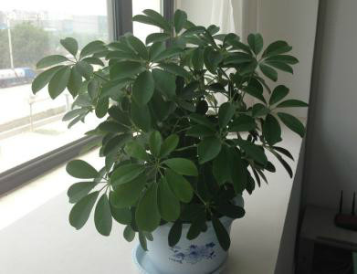 鸭掌木浇水多了掉叶怎么补救,鸭掌木掉叶子怎么处理怎么补救