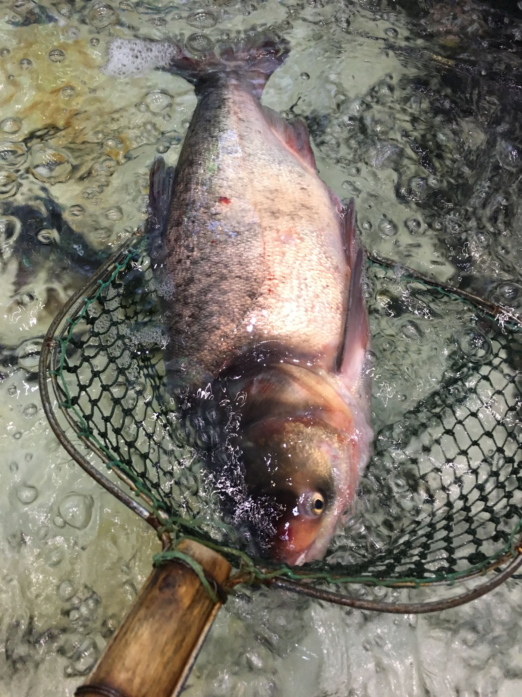 屯子锅台鱼哪家最好,咱屯子铁锅炖什么鱼