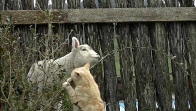 猫咪流浪时亲人收养后性情大变,猫咪认识很久了还打架