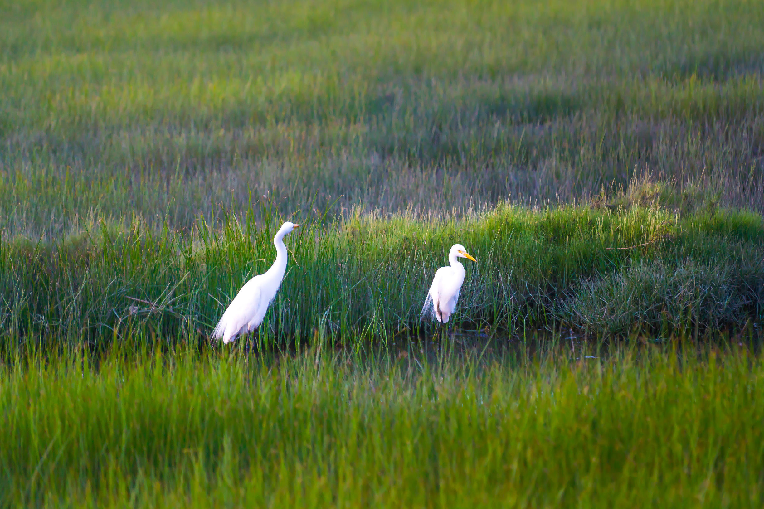 天空之镜高原之蓝视频,台湾湿地公园推荐