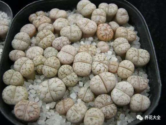 多肉有毒到底有多可怕 (各种多肉有毒吗)