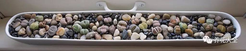 多肉有毒到底有多可怕 (各种多肉有毒吗)