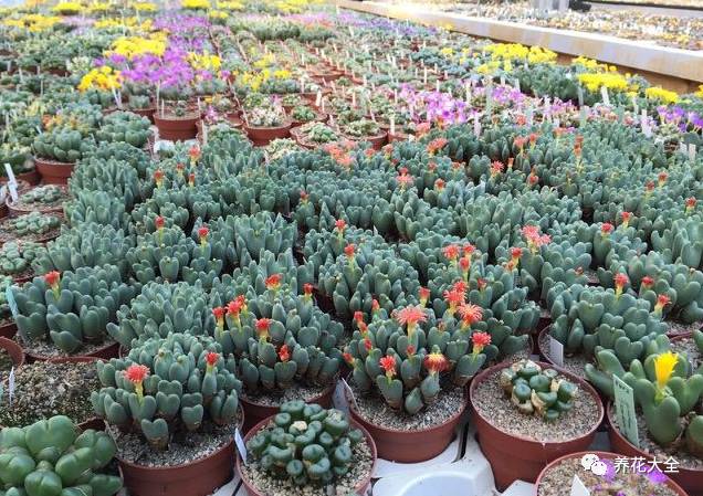 多肉有毒到底有多可怕 (各种多肉有毒吗)