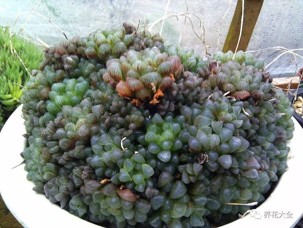 多肉有毒到底有多可怕 (各种多肉有毒吗)