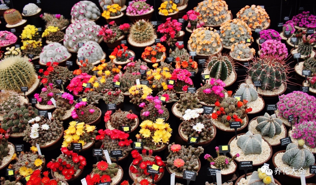 多肉有毒到底有多可怕 (各种多肉有毒吗)