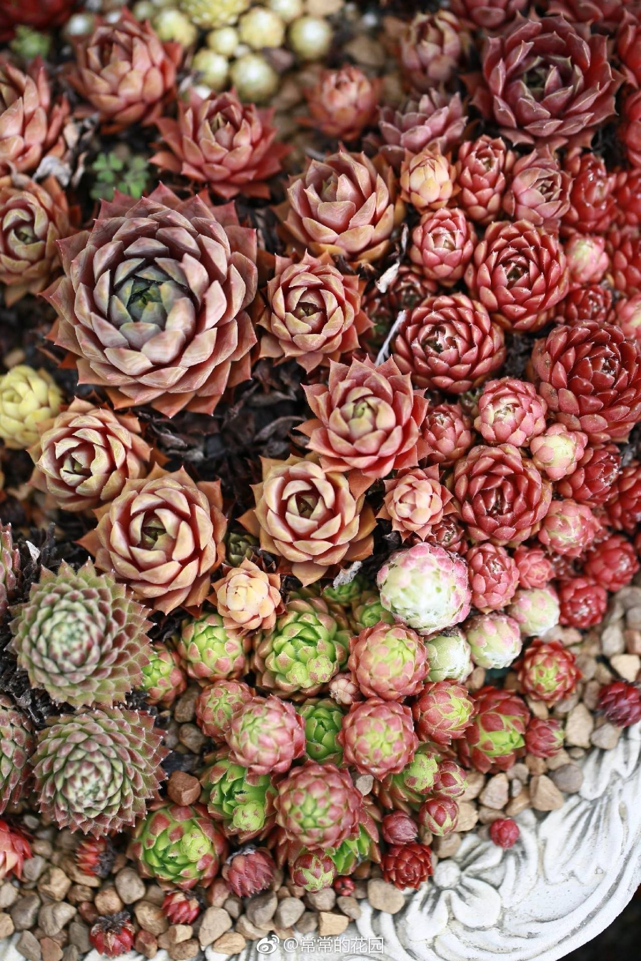 多肉有毒到底有多可怕 (各种多肉有毒吗)