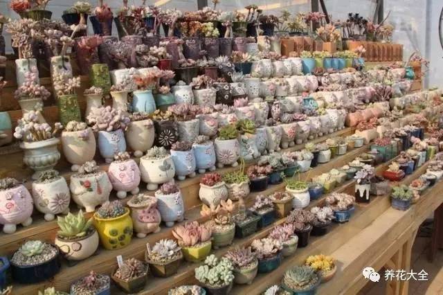 多肉有毒到底有多可怕 (各种多肉有毒吗)