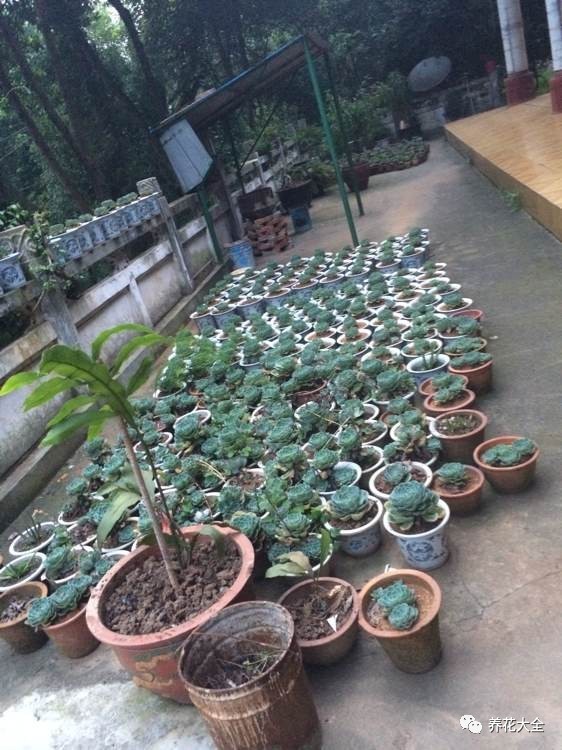 多肉有毒到底有多可怕 (各种多肉有毒吗)