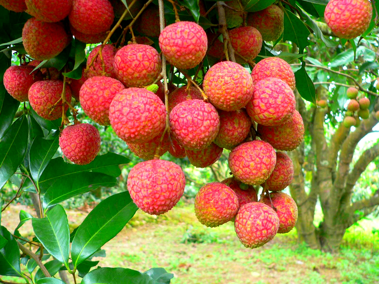 为博美人一笑不惜一切的诗句,只为博妃子一笑